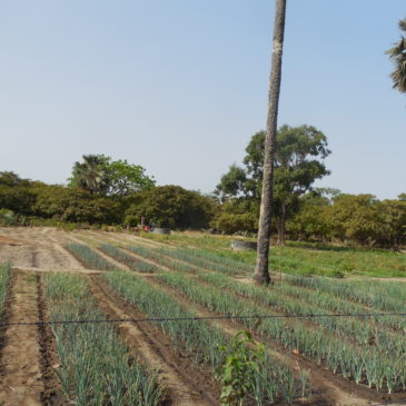 Notre dernier-né : le jardin d’Agnack Grand