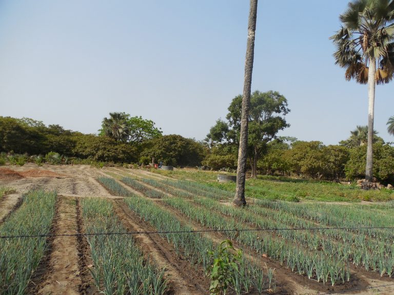 Notre dernier-né : le jardin d&rsquo;Agnack Grand